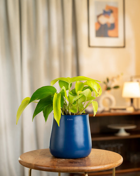 Golden Money Plant with Aura Planter