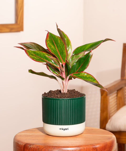 Aglaonema Lipstick Plant With Self Watering Pot