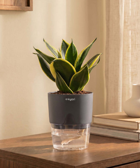 Golden Hahnii Snake Plant With Self Watering Pot