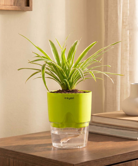 Spider Plant With Self Watering Pot