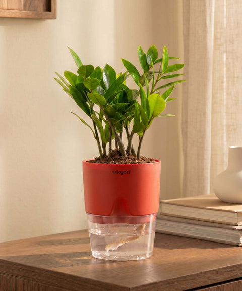 Zamia Green - ZZ Plant With Self Watering Pot