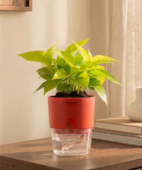 Golden Money Plant With Self Watering Pot