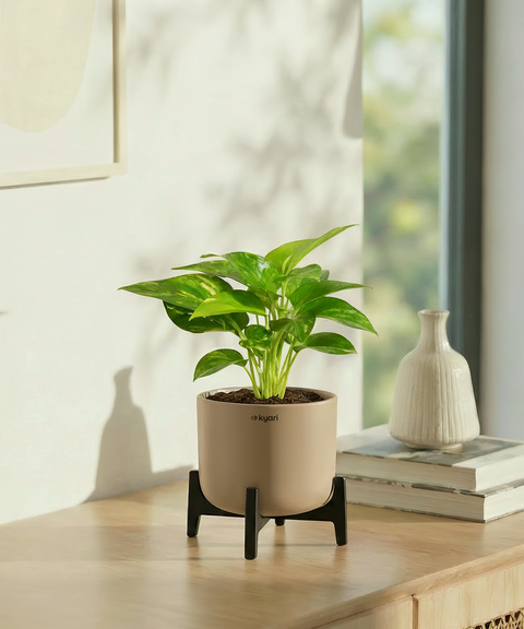 Money Varigated Plant with Aira Pot