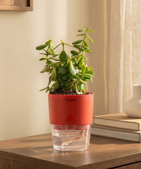 Lucky Jade Plant With Self Watering Pot