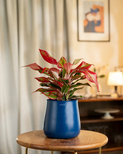 Aglaonema Lipstick Plant with Self Watering Planter