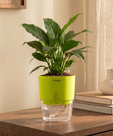 Peace Lily Plant With Self Watering Pot