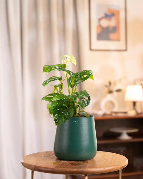 Philodendron Broken Heart Plant with Aura Planter - BYOB