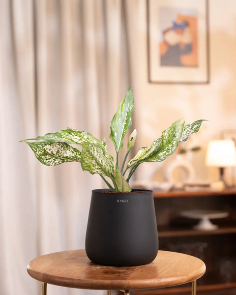 Aglaonema Snow White Plant with Aura Planter