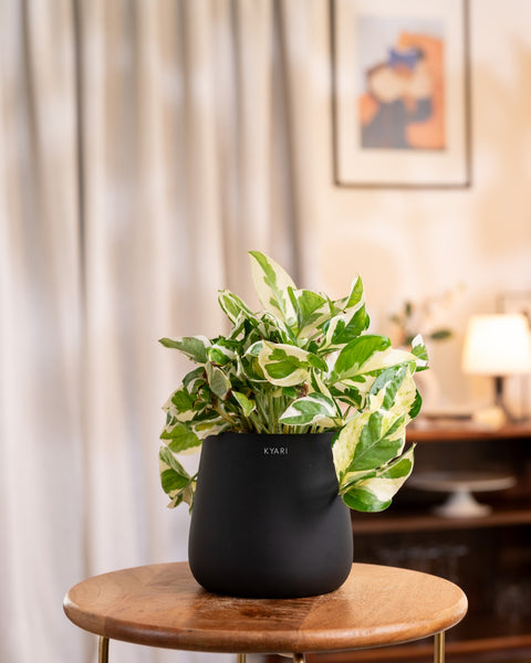 Money N'Joy Plant with Aura Planter