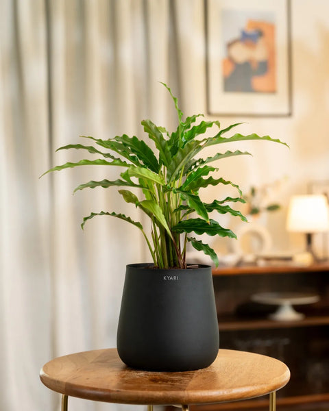 Calathea Rufibarba Plant with Aura Planter