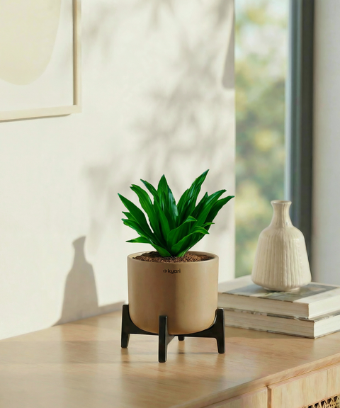 Dracaena Compacta Plant with Aira Pot