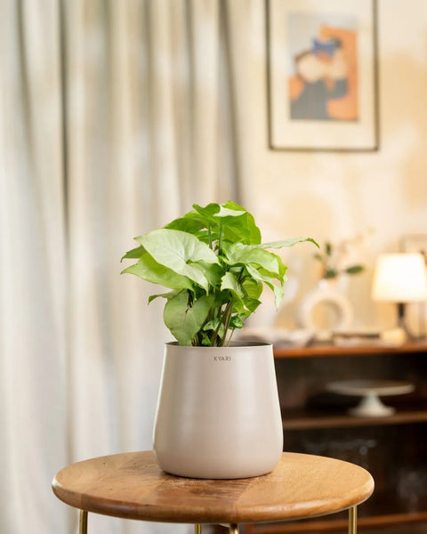 Syngonium Pixie White Plant with Aura Planter - BYOB