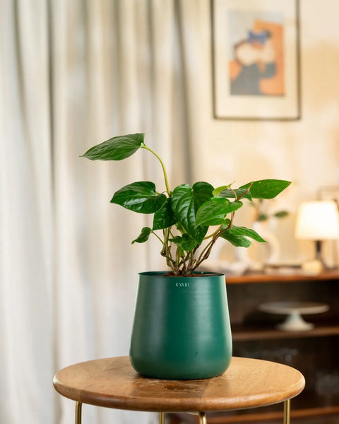 Betel Leaf Plant with Aura Planter