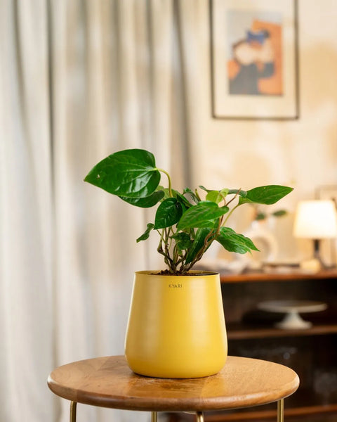 Betel Leaf Plant with Aura Planter - BYOB