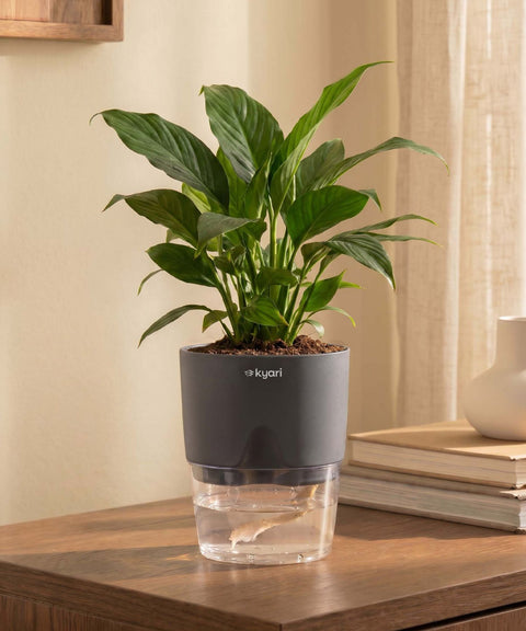 Peace Lily Plant With Self Watering Pot