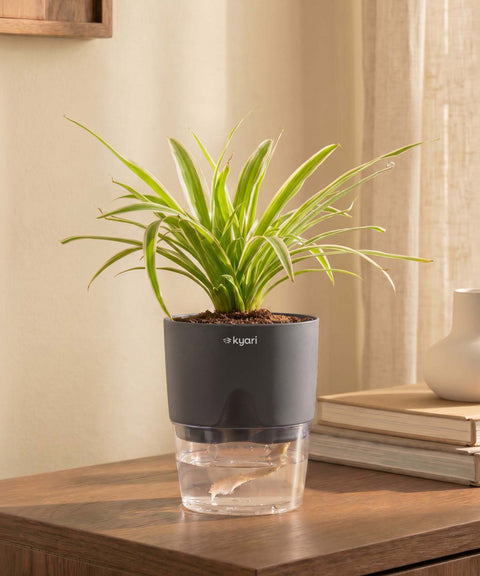Spider Plant With Self Watering Pot