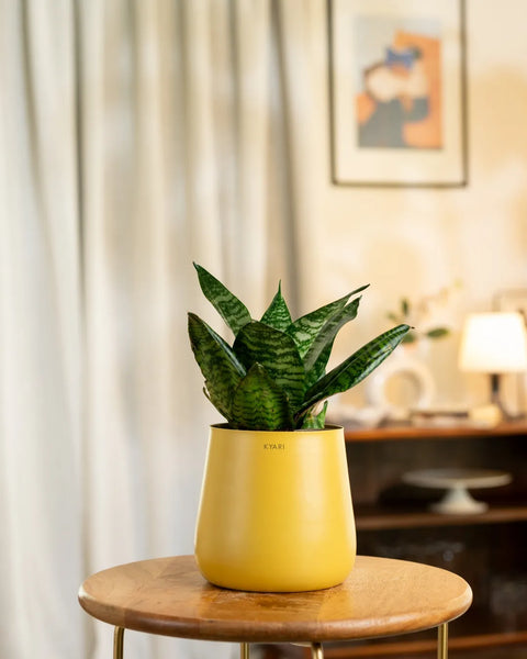 Green Snake Plant with Aura Planter - BYOB