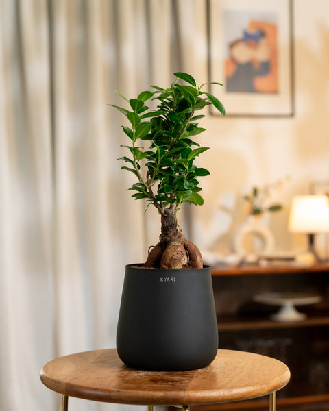 Lucky Bonsai Plant with Aura Planter