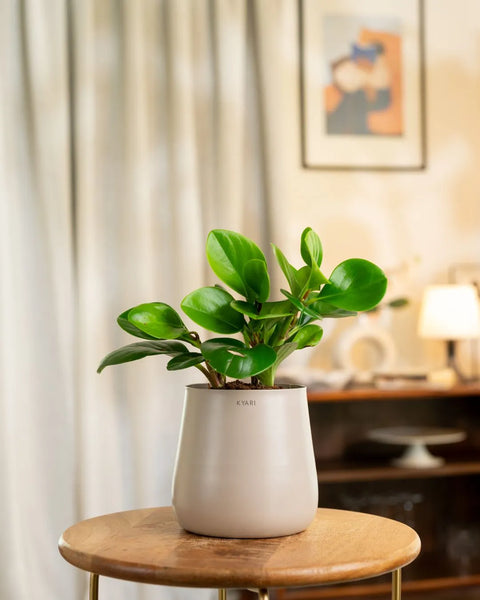 Peperomia Green Plant with Aura Planter - BYOB