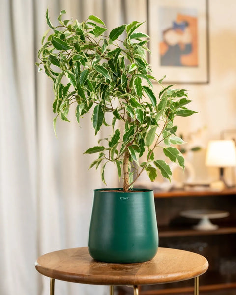 Ficus Safari Plant with Aura Planter