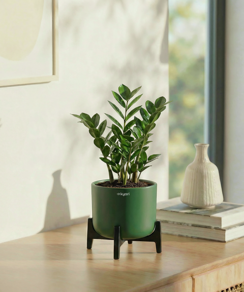 ZZ Plant with Aira Pot