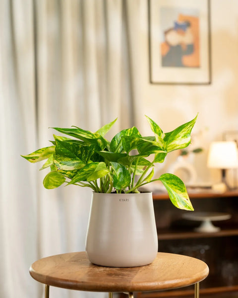 Money Variegated Plant with Aura Planter