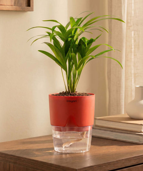 Areca Palm Plant With Self Watering Pot
