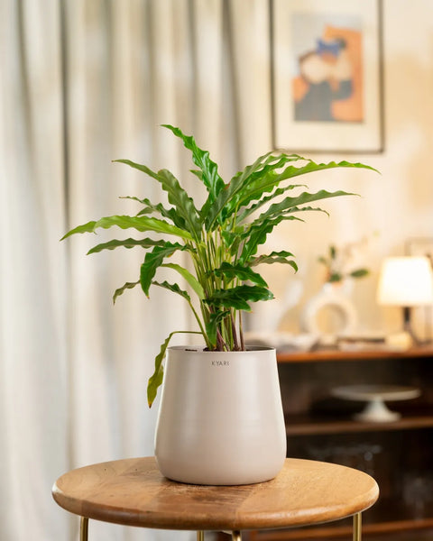 Calathea Rufibarba Plant with Aura Planter