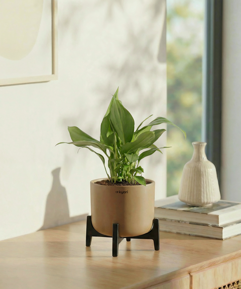 Peace Lilly Plant with Aira Pot