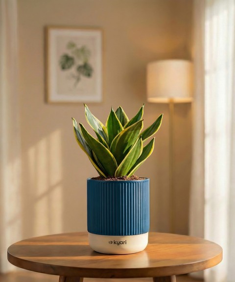 Golden Hahnii Snake Plant with Medium Self Watering Pot