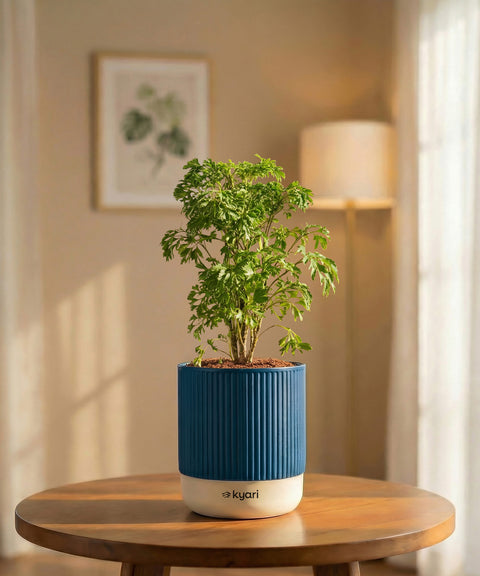 Aralia Green Plant with Medium Self Watering Pot