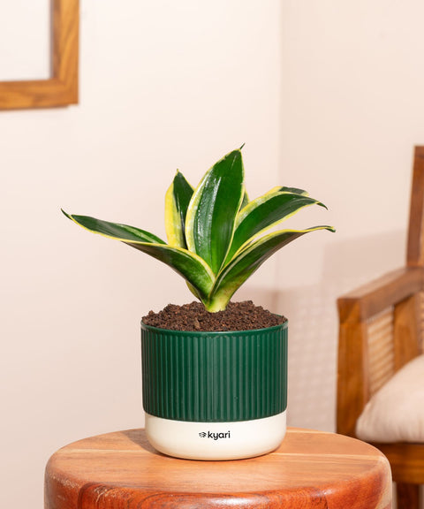 Golden Hahnii Snake Plant With Self Watering Pot