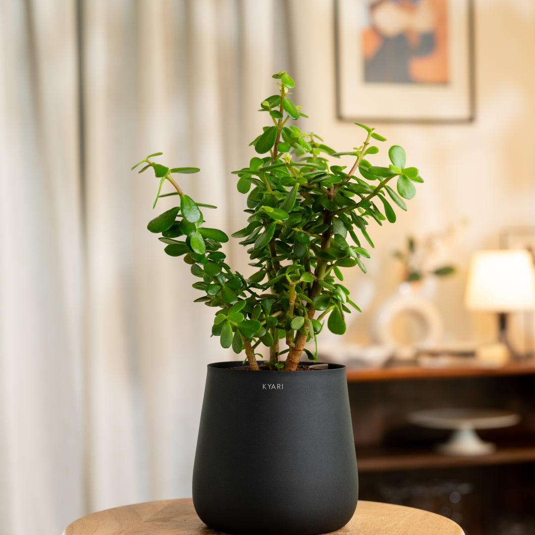 Explore – Kyari.co