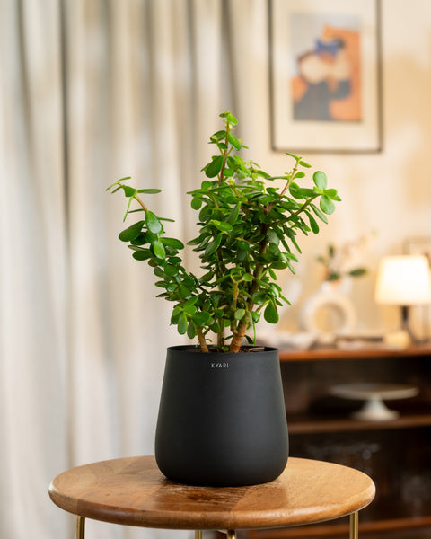 Lucky Jade Plant with Medium Self Watering Pot