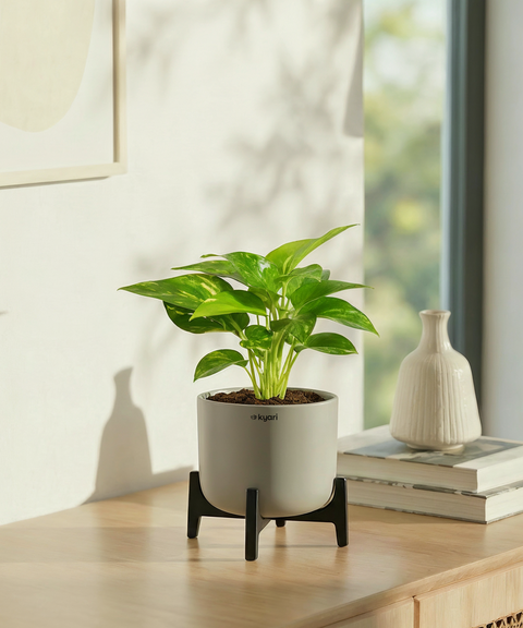 Money Varigated Plant with Aira Pot