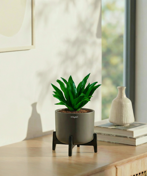 Dracaena Compacta Plant with Aira Pot