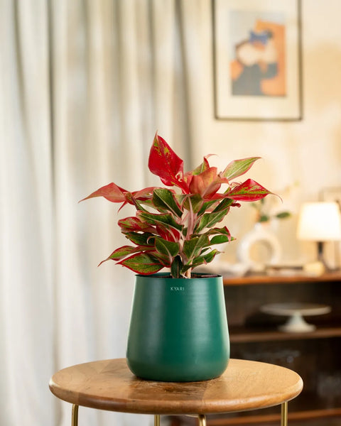 Aglaonema Lipstick Plant with Aura Planter