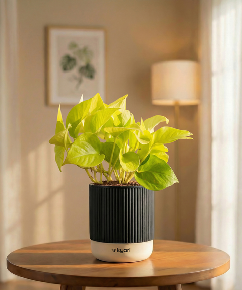 Golden Money Plant with Medium Self Watering Pot