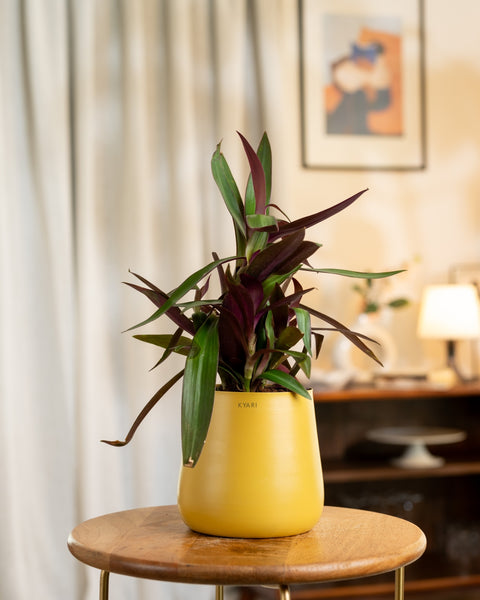 Oyster Plant with Aura Planter