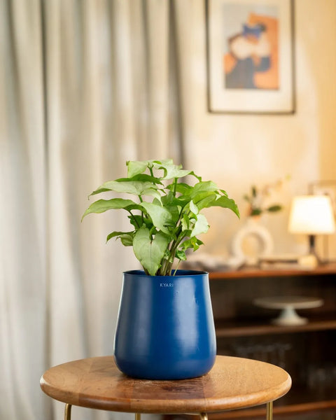 Syngonium Pixie White Plant with Aura Planter