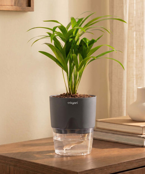 Areca Palm Plant With Self Watering Pot