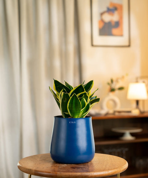 Golden Hahnii Snake Plant With Self Watering Pot