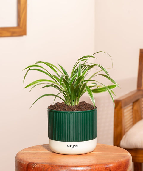 Spider Plant With Self Watering Pot
