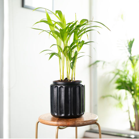 Areca Palm Plant with Medium Metal Self Watering Pot