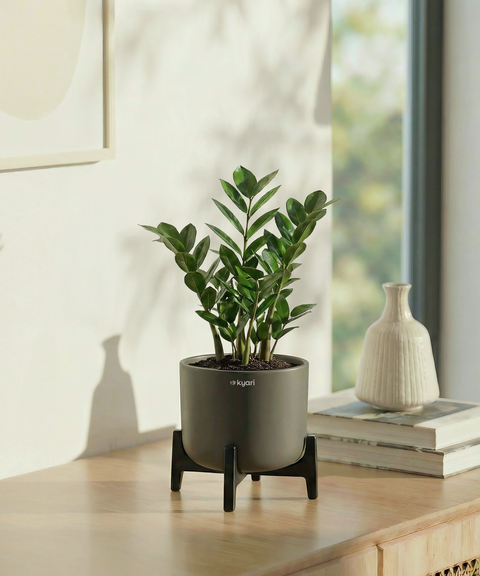 ZZ Plant with Aira Pot