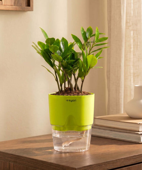 Zamia Green - ZZ Plant With Self Watering Pot
