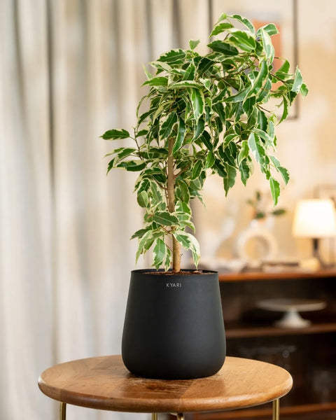 Ficus Safari Plant with Aura Planter