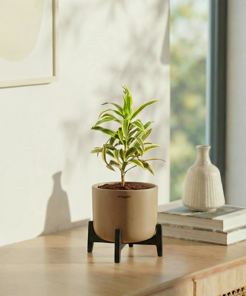 Song of India Plant with Aira Pot