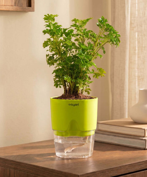 Aralia Green Plant With Self Watering Pot