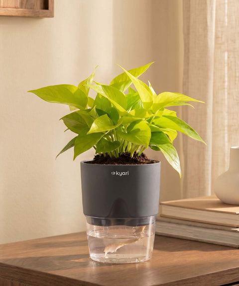 Golden Money Plant With Self Watering Pot